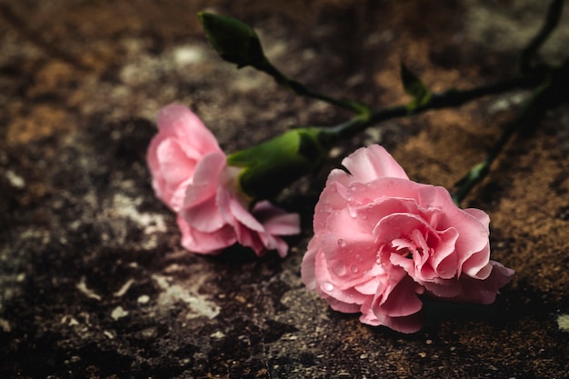 Bouquet of pink carnations flowers 