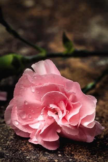 Bouquet of pink carnations flowers 