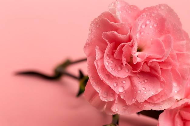 Bouquet of pink carnations flowers 