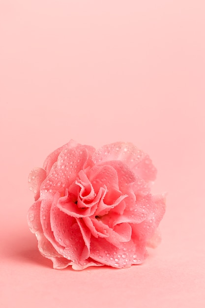 Bouquet of pink carnations flowers 