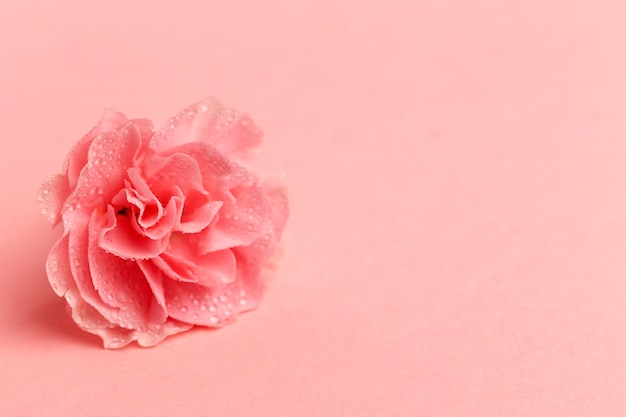 Bouquet of pink carnations flowers 