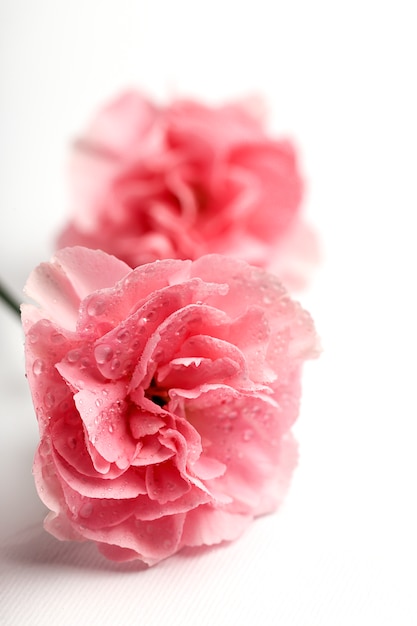 Photo bouquet of pink carnations flowers