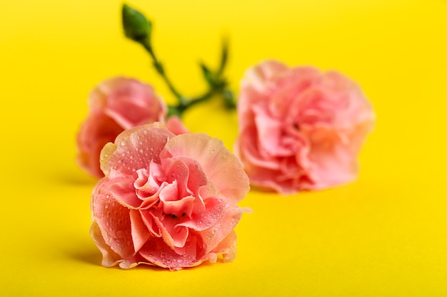 Bouquet of pink carnations flowers 