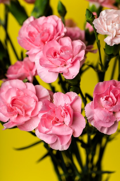 Bouquet of pink carnations flowers 