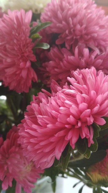 Bouquet of pink chrysanthemum flowers.