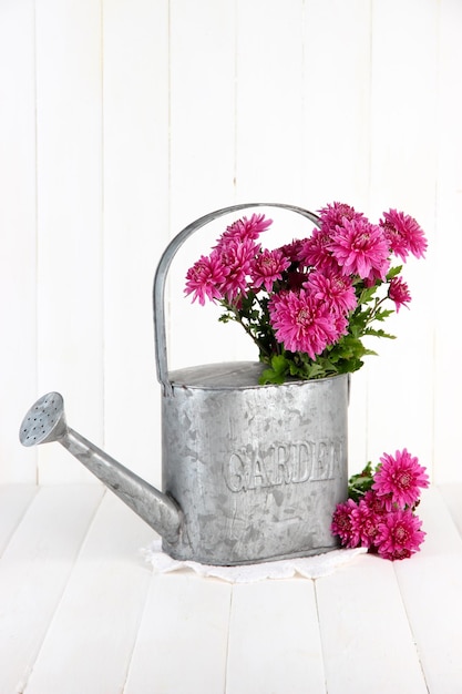 Bouquet of pink chrysanthemum in watering can on white wooden background