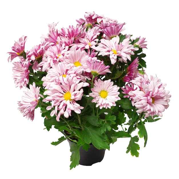 Bouquet of pink chrysanthemums in a pot isolated on white background. Flowers. Flat lay, top view