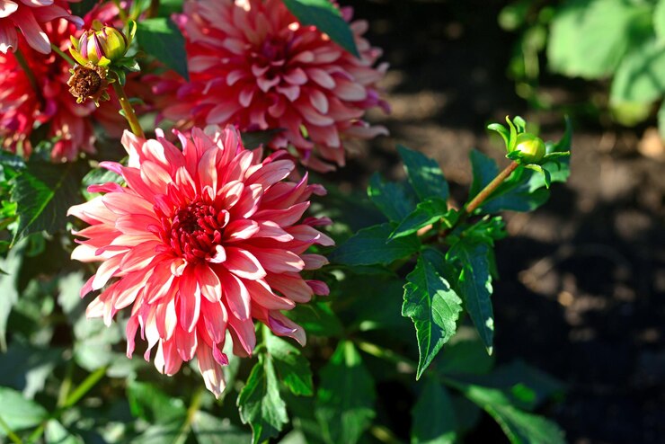 花壇の庭でピンクのダリアの花の花束
