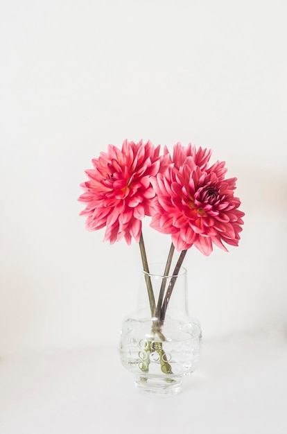 明るい背景にガラスの花瓶にピンクのダリアの花束