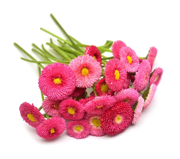 Bouquet of pink daisy flowers Bellis perennis isolated on white background. Aster, floral pattern, object. Flat lay, top view