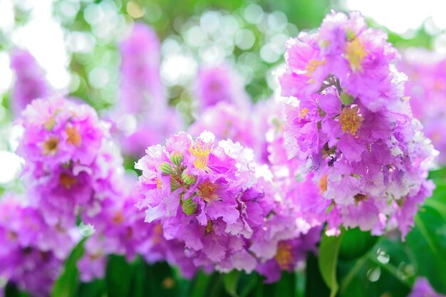 Bouquet  of pink flower blossom