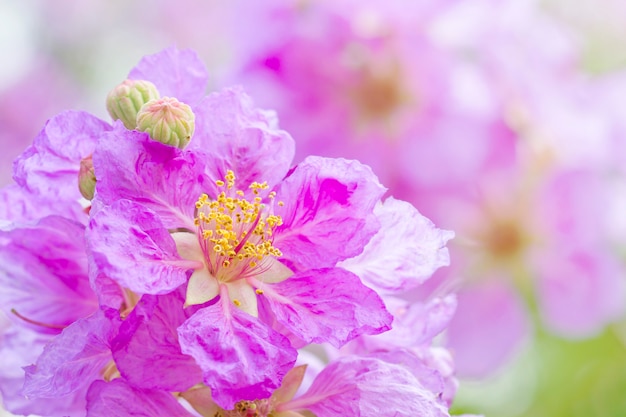 Photo bouquet of pink flowers blooming , cananga odorata in the garden