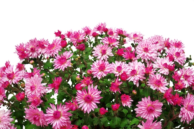 Bouquet of pink flowers of chrysanthemums isolated on white background