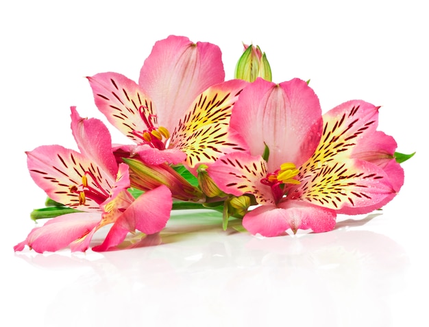 Bouquet of pink flowers