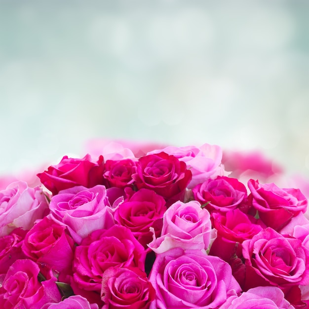 Bouquet of pink and magenta fresh roses border isolated on white background