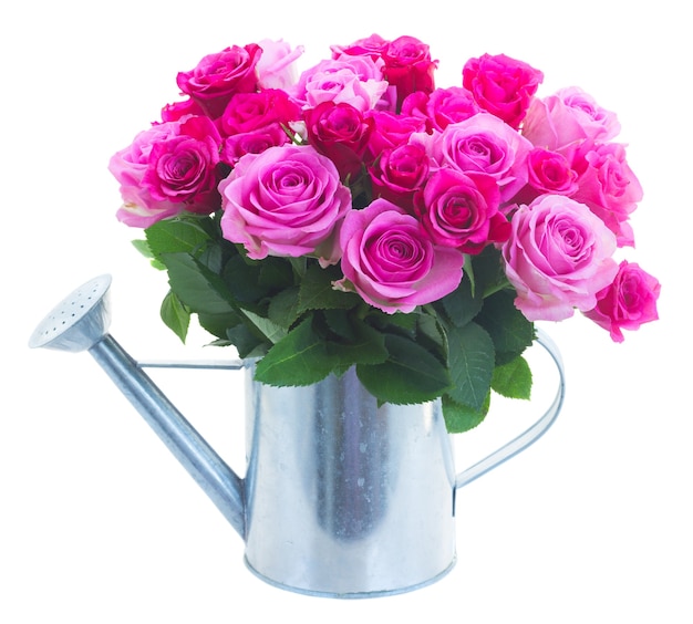 Bouquet of pink and magenta fresh roses in watering can isolated on white background