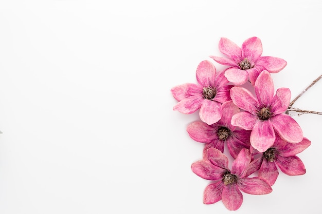 Photo bouquet of pink magnolia flowers isolated on white background, copy space, top view, flat lay.