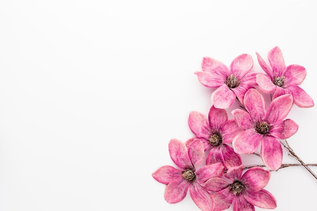 白い背景、コピースペース、上面図、フラットレイに分離されたピンクのモクレンの花の花束。