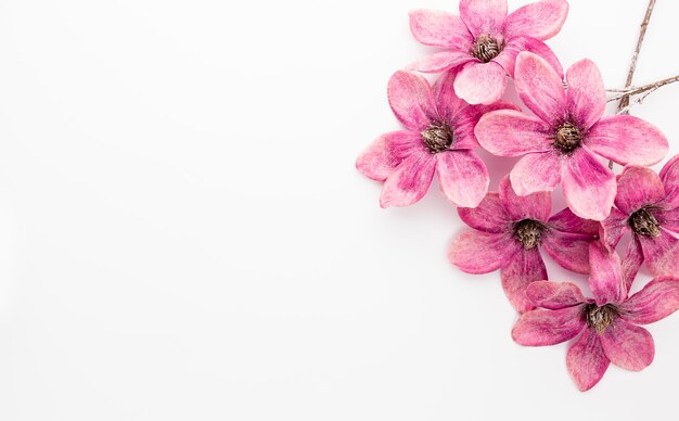 Bouquet of pink magnolia flowers isolated on white background, copy space, top view, flat lay.