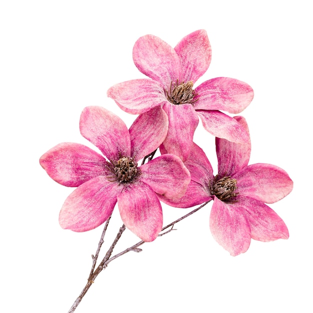 Bouquet of pink magnolia flowers isolated on white background copy space top view flat lay