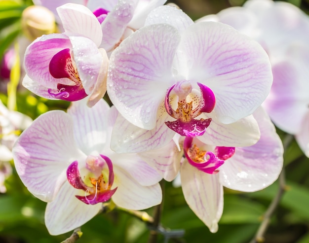 Bouquet of pink orchid