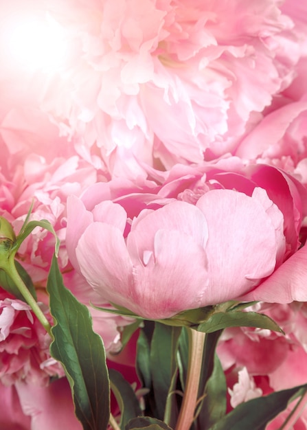 Bouquet of pink peonies closeup.