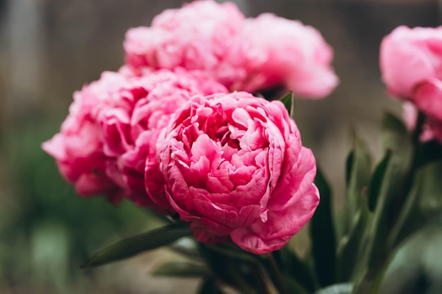 Bouquet of pink peonies flowers on a blurred background