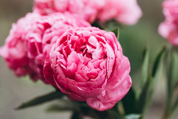 Bouquet of pink peonies flowers on a blurred background