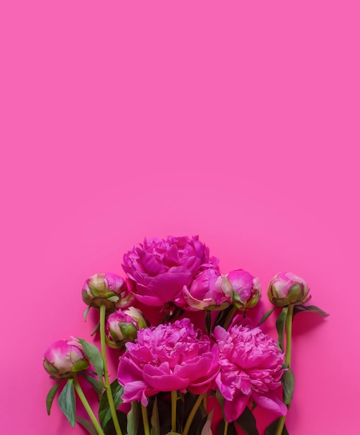 a bouquet of pink peonies on a pink background opened peony