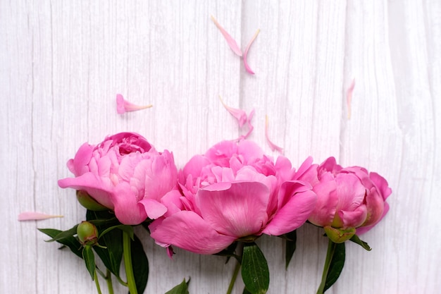 A bouquet of pink peonies