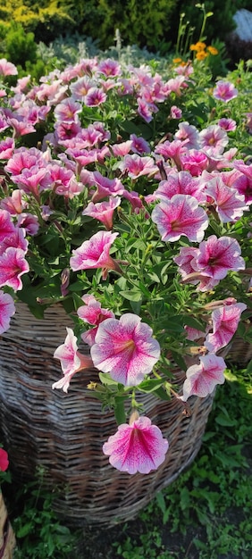 Un bouquet di petunie rosa primo piano su uno sfondo naturale nel giardino