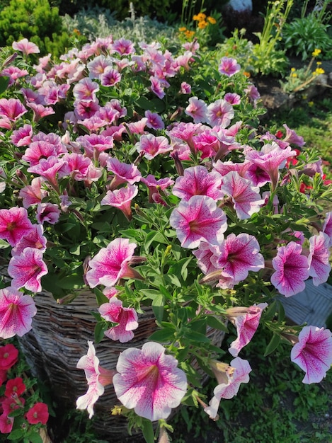 Un bouquet di petunie rosa primo piano su uno sfondo naturale nel giardino