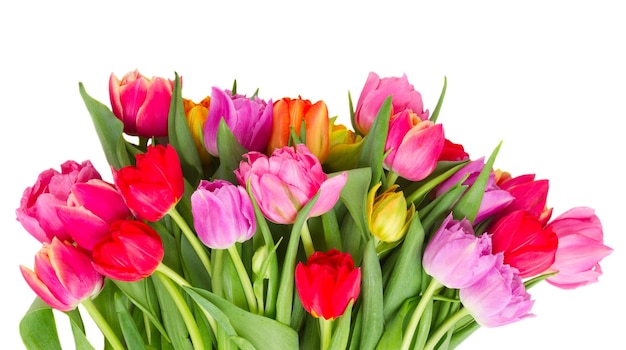 Bouquet of pink purple and red tulips