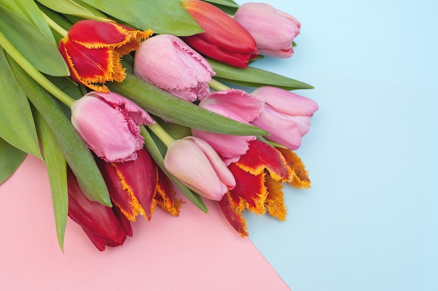 Bouquet of pink and red tulips on a blue and pink