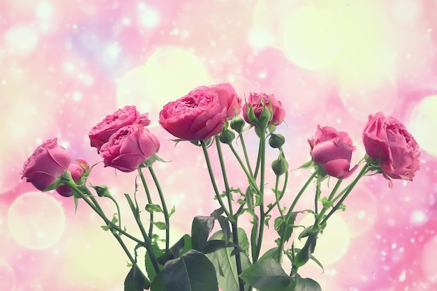 bouquet of pink roses background / holiday concept, beautiful pink flowers background