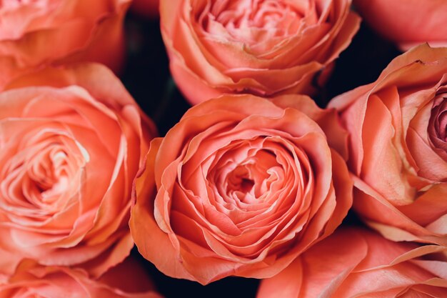 Bouquet of pink roses. Close-up, top view.