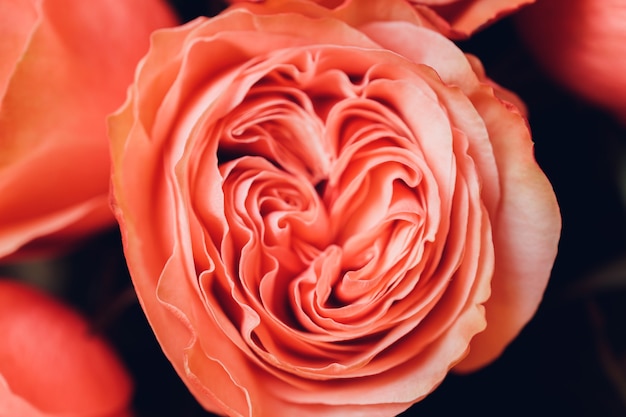 Bouquet of pink roses. Close-up, top view.