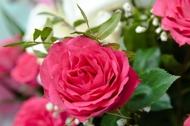 bouquet of pink roses closeup