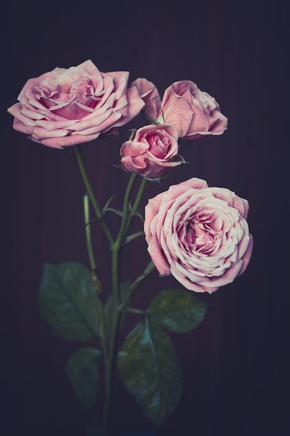 A bouquet of pink roses on a dark background, selective focus.