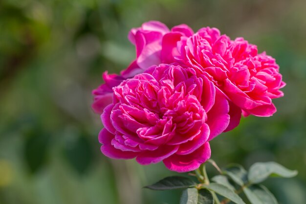 緑の自然の背景にピンクのバラの花束