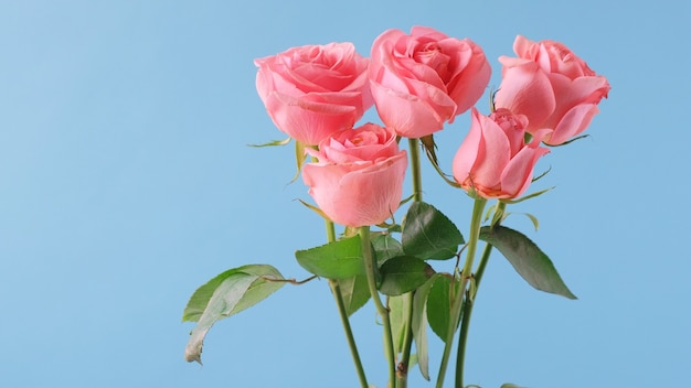 Bouquet of pink roses isolated on blue