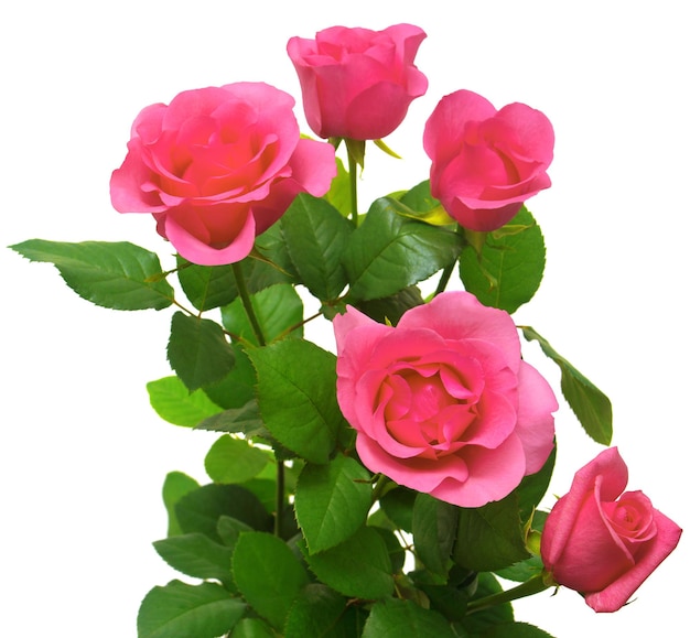 Bouquet of pink roses isolated on white background