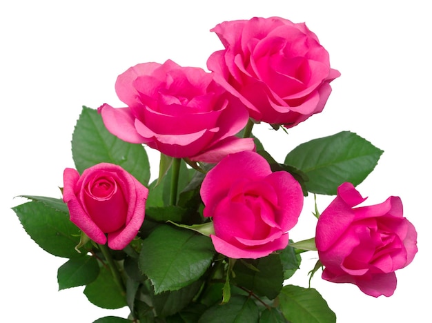 Bouquet of pink roses isolated on white background