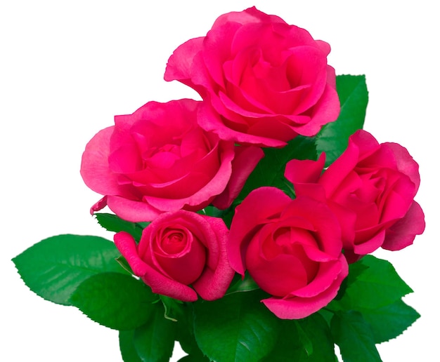 Bouquet of pink roses isolated on white background