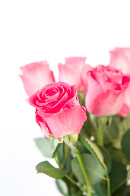 Bouquet of pink roses