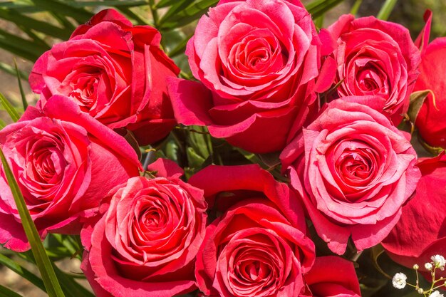 Bouquet of pink roses