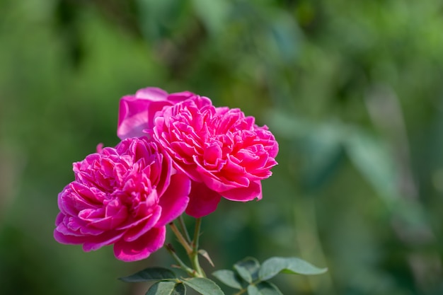 Bouquet of pink roses