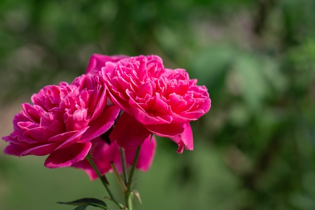 ピンクのバラの花束