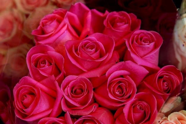 Bouquet of pink roses.