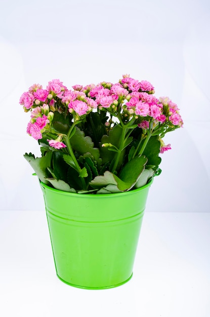 Bouquet of pink sedum in decorative basket. Studio Photo